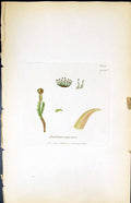 Antique Old Print Andraea Rupestris British Plants Botany 1847 Sowerby Smith