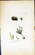 Antique Print Andraea Rothu British Plants Botany 1847 Sowerby Smith Colour