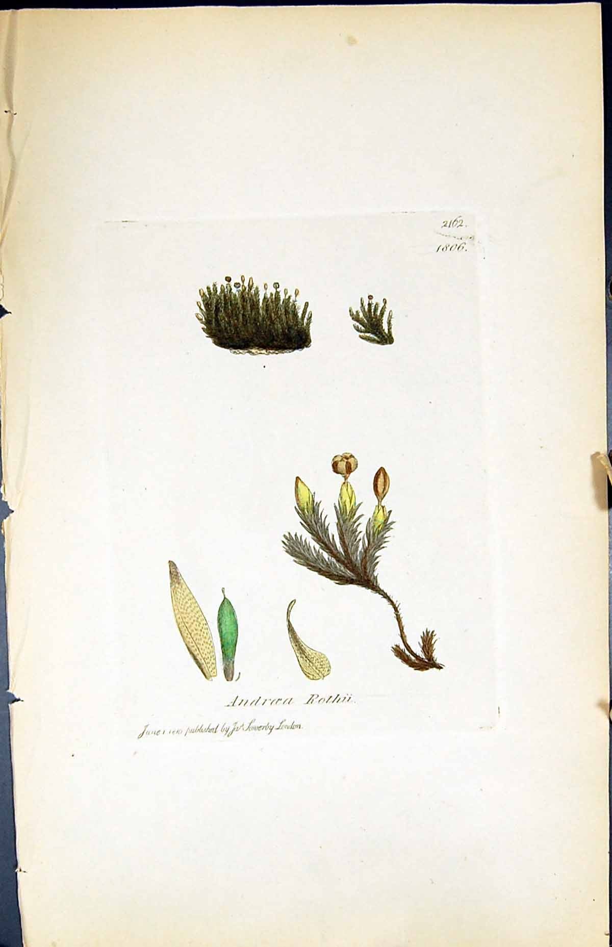 Antique Print Andraea Rothu British Plants Botany 1847 Sowerby Smith Colour