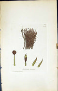 Antique Old Print Andraea Nivalis British Plants Botany 1847 Sowerby Smith 19th