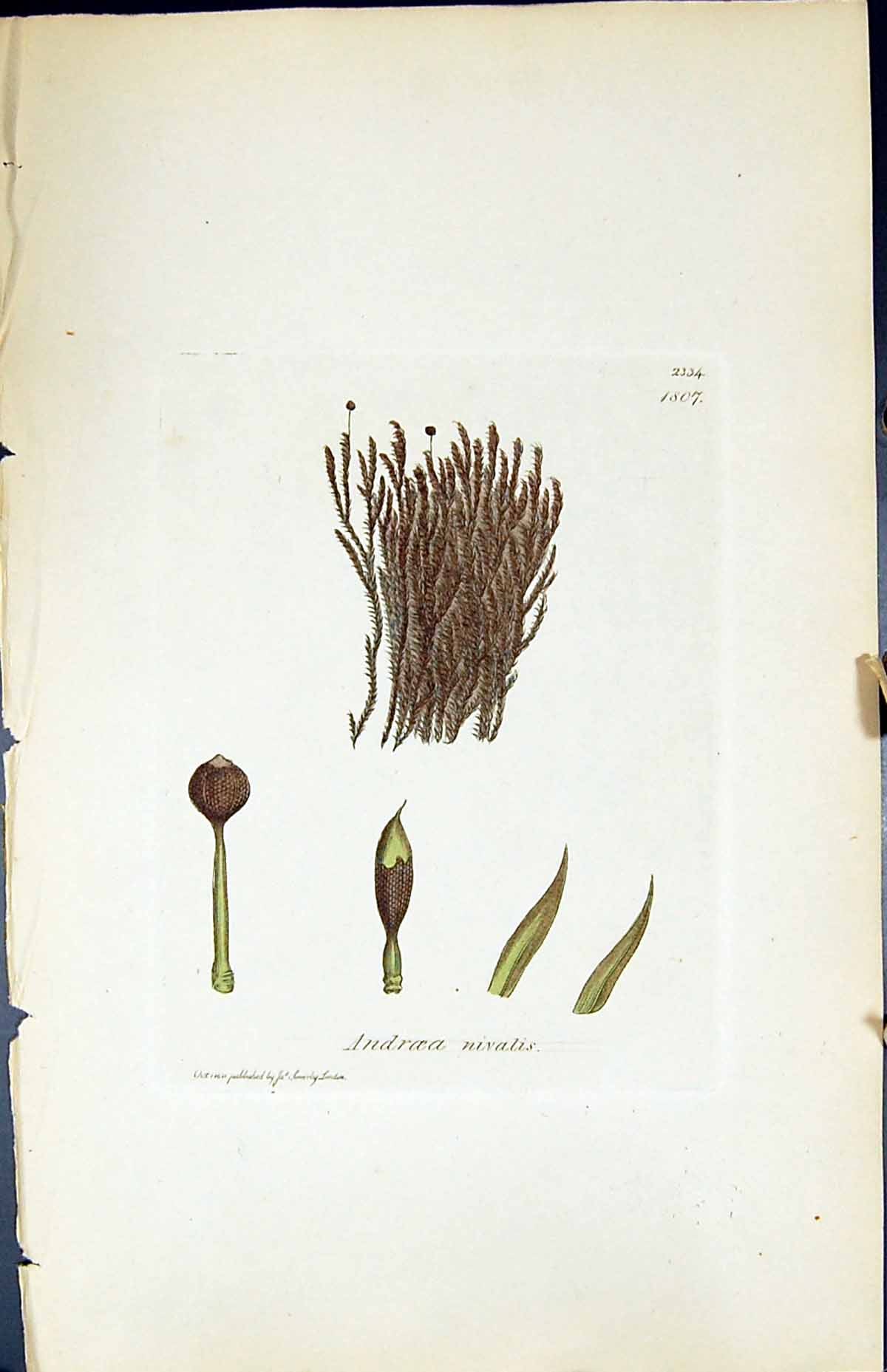 Antique Old Print Andraea Nivalis British Plants Botany 1847 Sowerby Smith 19th