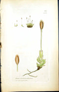 Antique Print Jungermannia Hookeru British Plants Botany 1847 Sowerby Smith