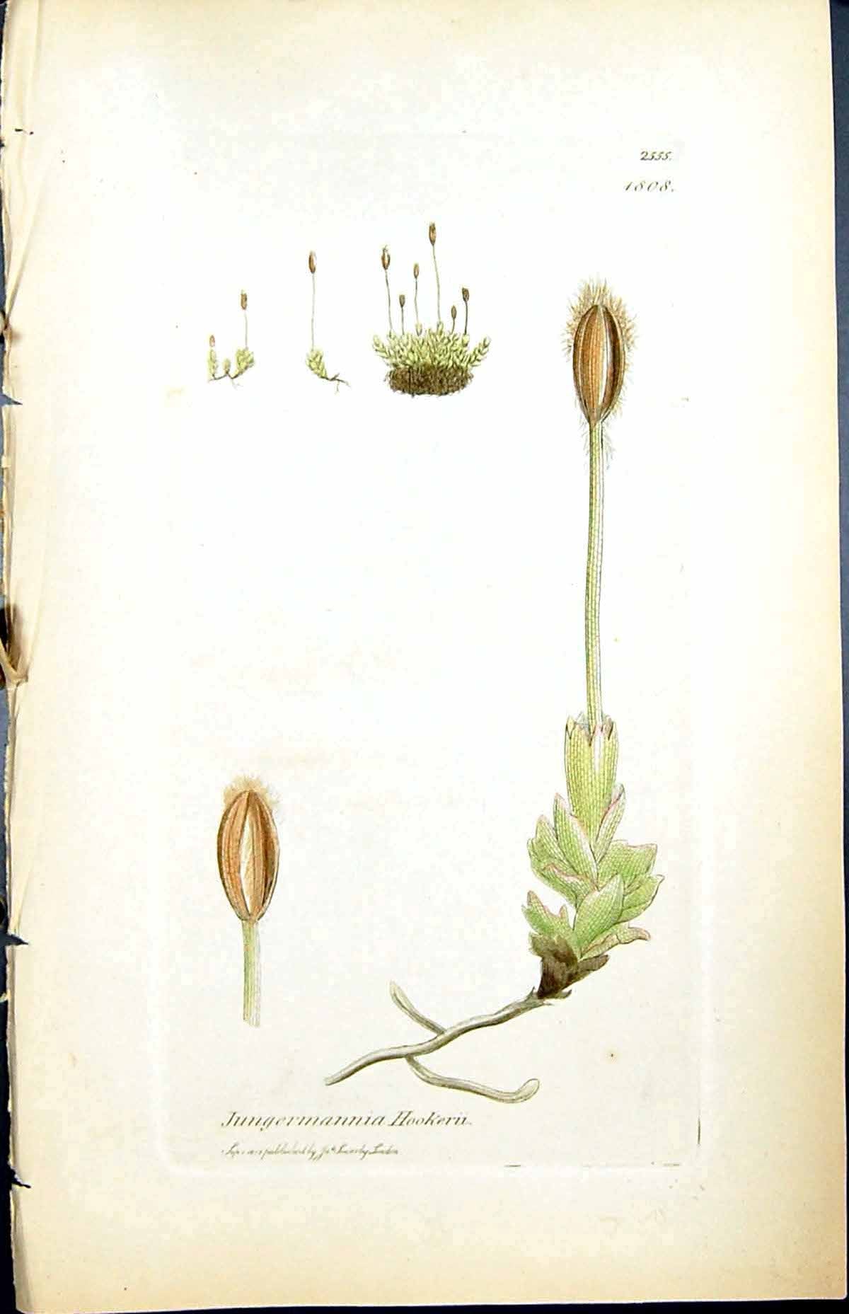 Antique Print Jungermannia Hookeru British Plants Botany 1847 Sowerby Smith