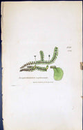 Old Jungermannia Asplenioides British Plants Botany 1847 Sowerby Smit Victorian