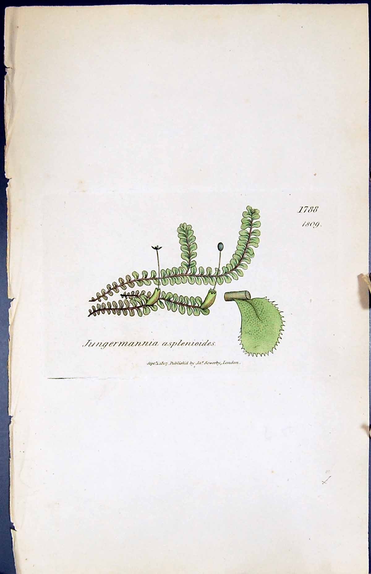 Old Jungermannia Asplenioides British Plants Botany 1847 Sowerby Smit Victorian