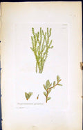 Old Print Jungermannia Spinulosa British Plants Botany 1847 Sowerby Smith 19th