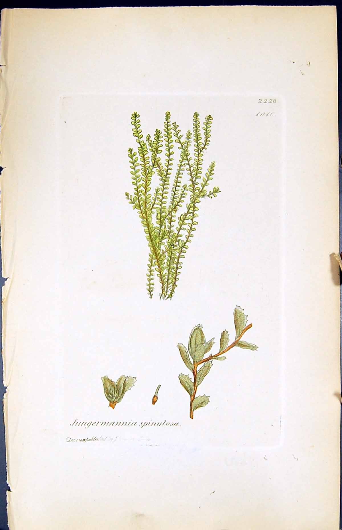 Old Print Jungermannia Spinulosa British Plants Botany 1847 Sowerby Smith 19th
