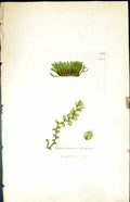 Old Print Jungermannia Decipiens British Plants Botany 1847 Sowerby Smith 19th