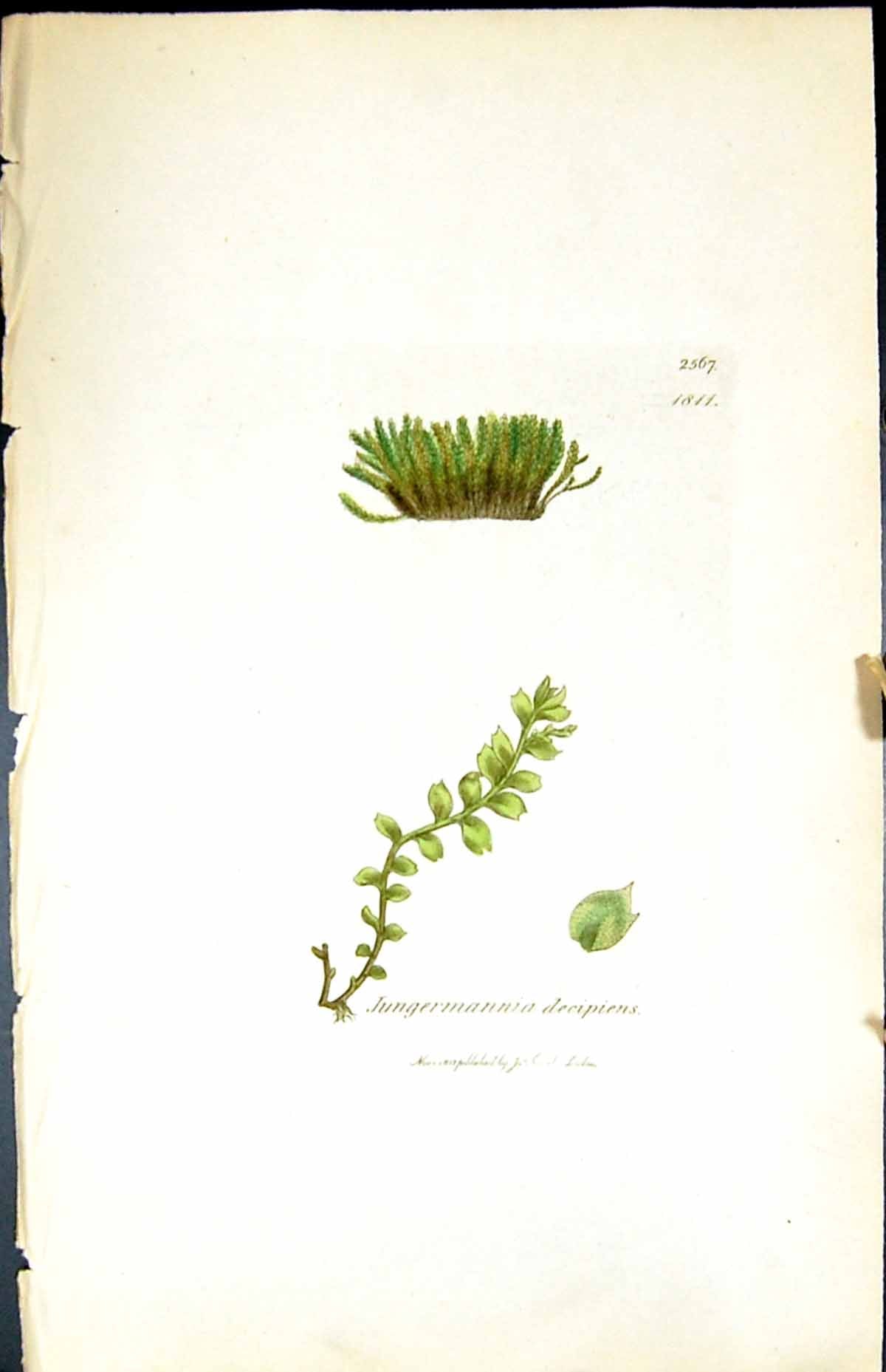 Old Print Jungermannia Decipiens British Plants Botany 1847 Sowerby Smith 19th