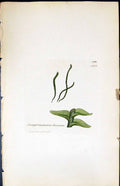 Antique Print Jungermannia Doniana British Plants Botany 1847 Sowerby Smith