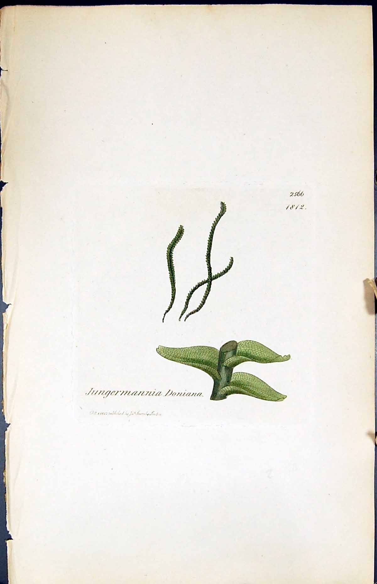 Antique Print Jungermannia Doniana British Plants Botany 1847 Sowerby Smith