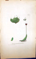 Antique Print Jungermannia Pumila British Plants Botany 1847 Sowerby Smith 19th