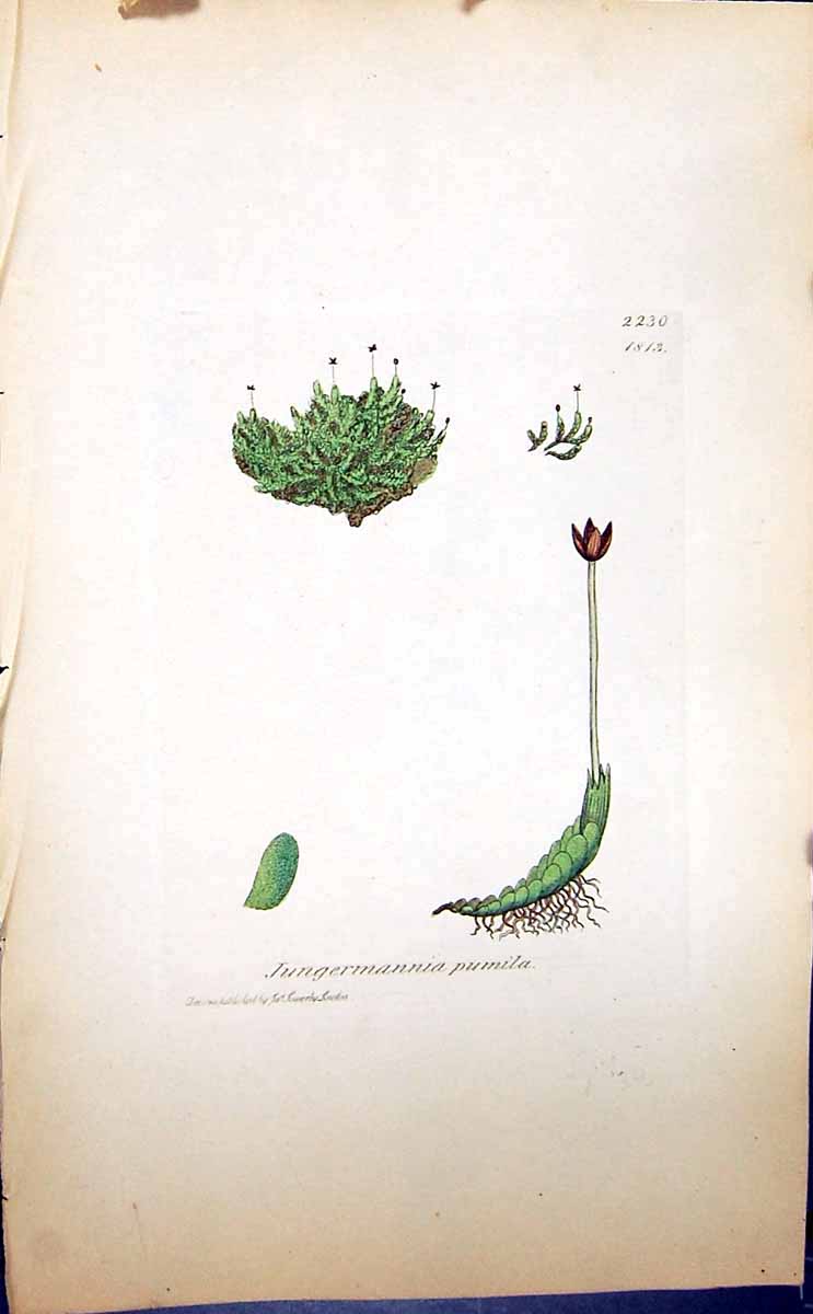 Antique Print Jungermannia Pumila British Plants Botany 1847 Sowerby Smith 19th