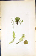 Old Jungermannia Cordifolia British Plants Botany 1847 Sowerby Smith Victorian
