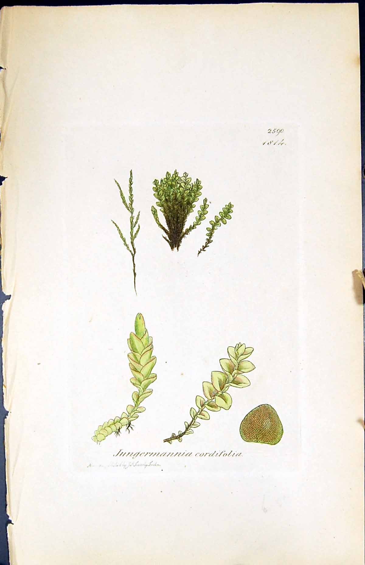 Old Jungermannia Cordifolia British Plants Botany 1847 Sowerby Smith Victorian