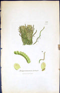 Antique Print Jungermannia Sphagni British Plants Botany 1847 Sowerby Smith