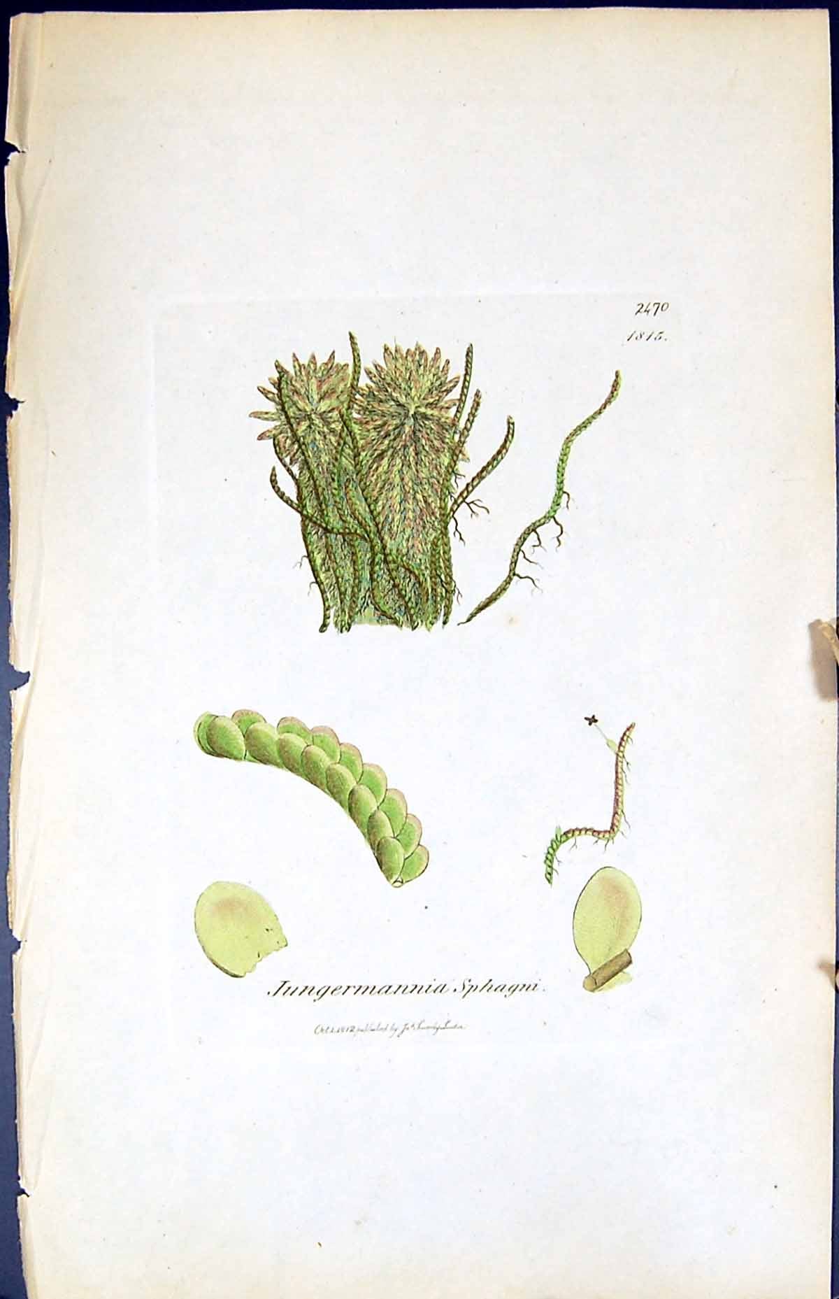 Antique Print Jungermannia Sphagni British Plants Botany 1847 Sowerby Smith