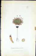 Old Print Jungermannia Crenulata British Plants Botany 1847 Sowerby Smith 19th