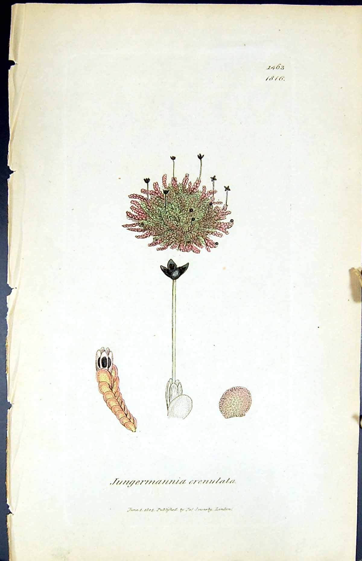 Old Print Jungermannia Crenulata British Plants Botany 1847 Sowerby Smith 19th