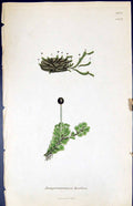 Antique Print Jungermannia Hyalina British Plants Botany 1847 Sowerby Smith