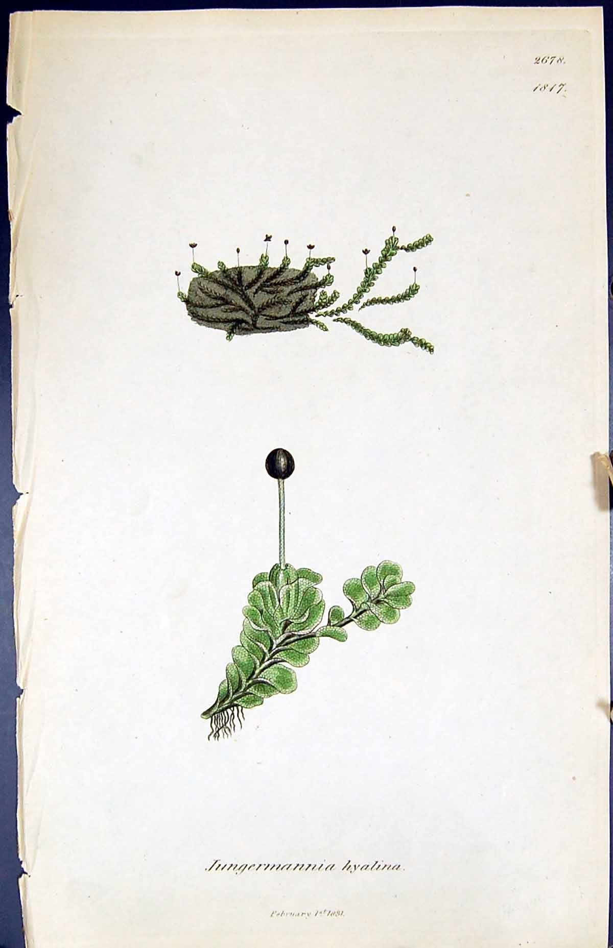 Antique Print Jungermannia Hyalina British Plants Botany 1847 Sowerby Smith