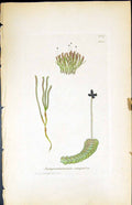 Old Print Jungermannia Compressa British Plants Botany 1847 Sowerby Smith 19th