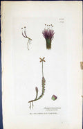 Old Jungermannia Emarginata British Plants Botany 1847 Sowerby Smith Victorian