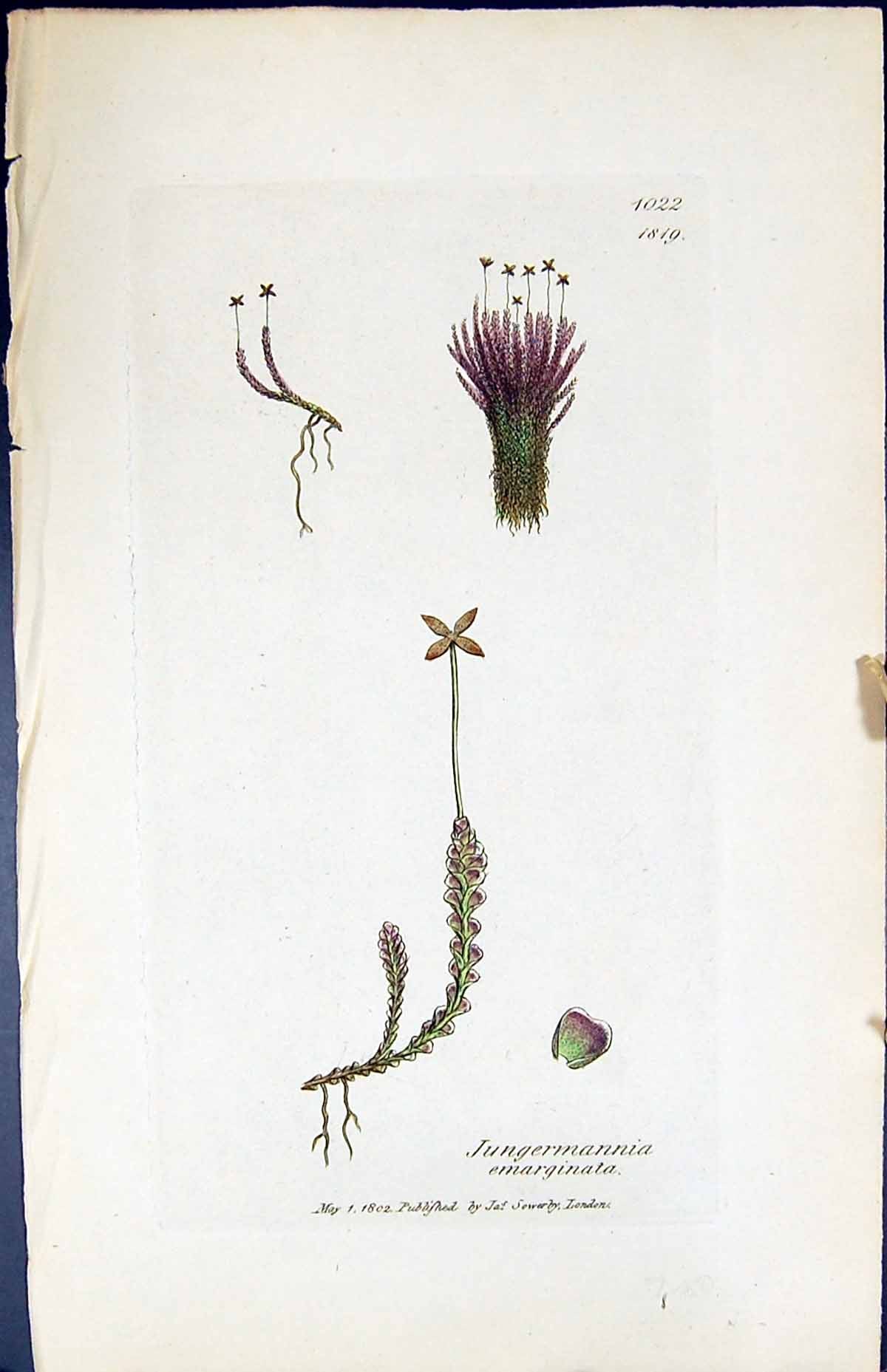 Old Jungermannia Emarginata British Plants Botany 1847 Sowerby Smith Victorian