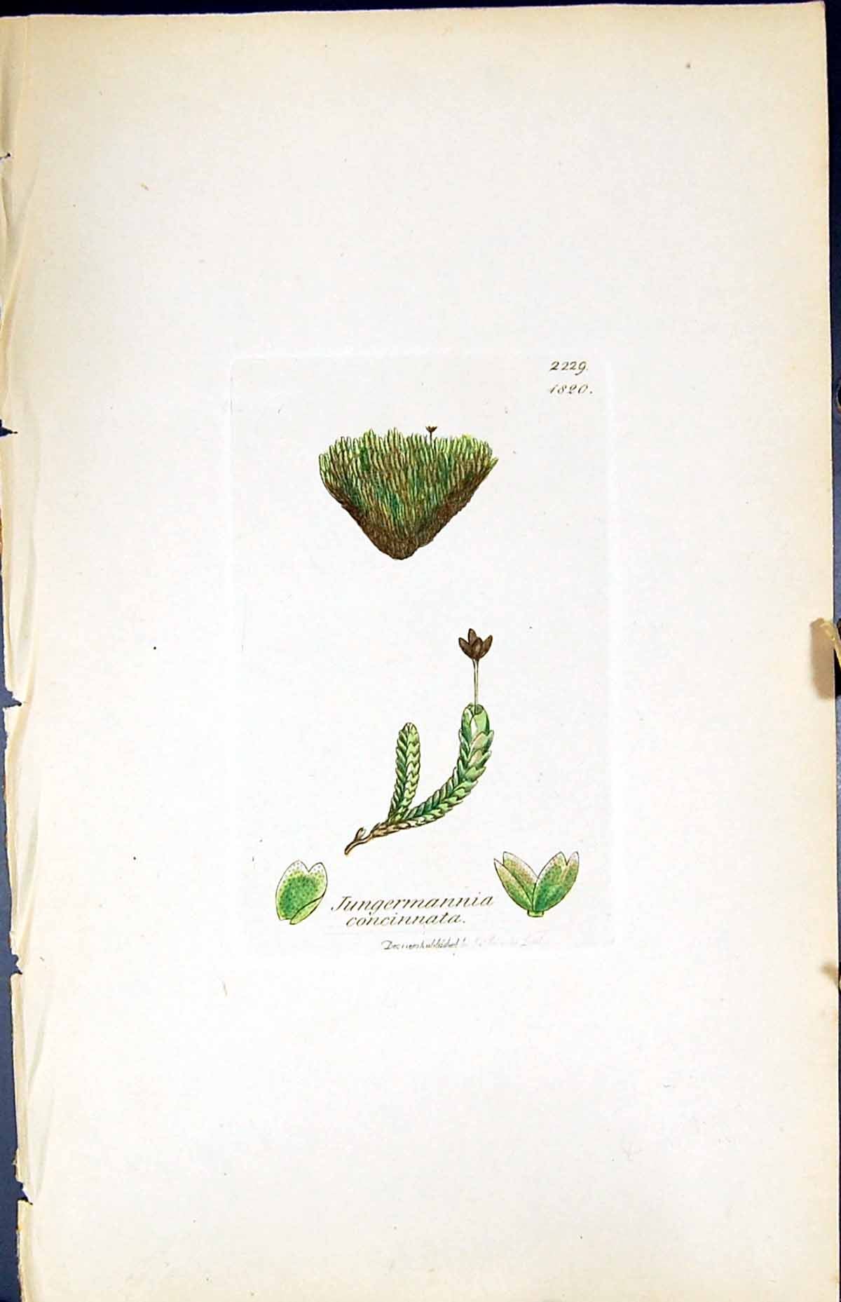 Old Jungermannia Concinnata British Plants Botany 1847 Sowerby Smith Victorian