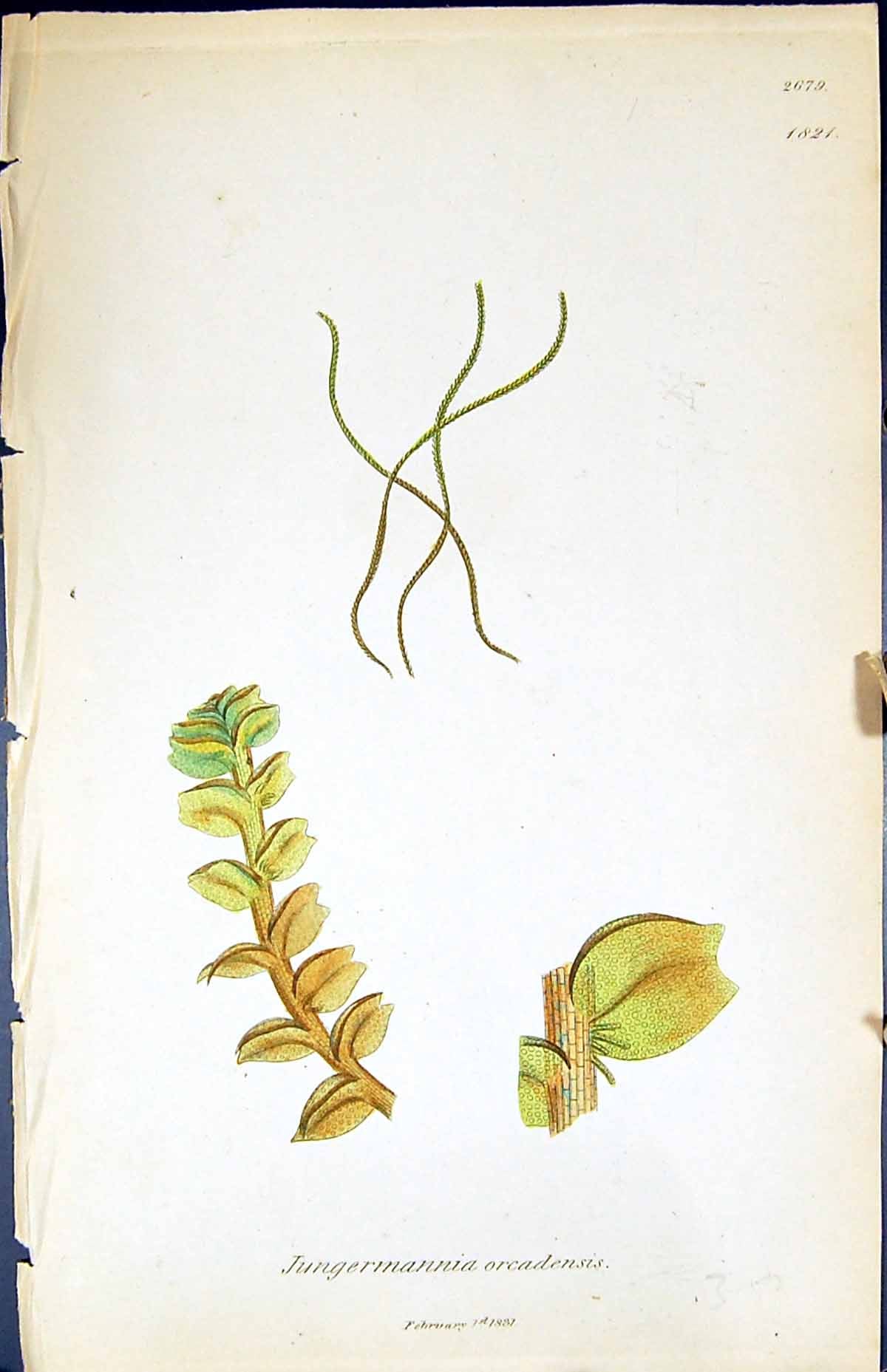 Old Jungermannia Orcadensis British Plants Botany 1847 Sowerby Smith Victorian
