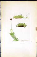 Antique Print Jungermannia Inflata British Plants Botany 1847 Sowerby Smith