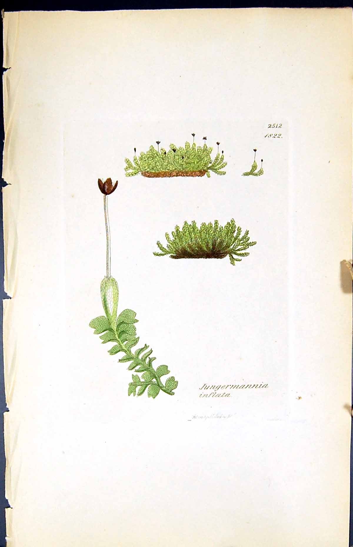 Antique Print Jungermannia Inflata British Plants Botany 1847 Sowerby Smith