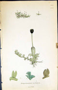 Old Print Jungermannia Turbinata British Plants Botany 1847 Sowerby Smith 19th