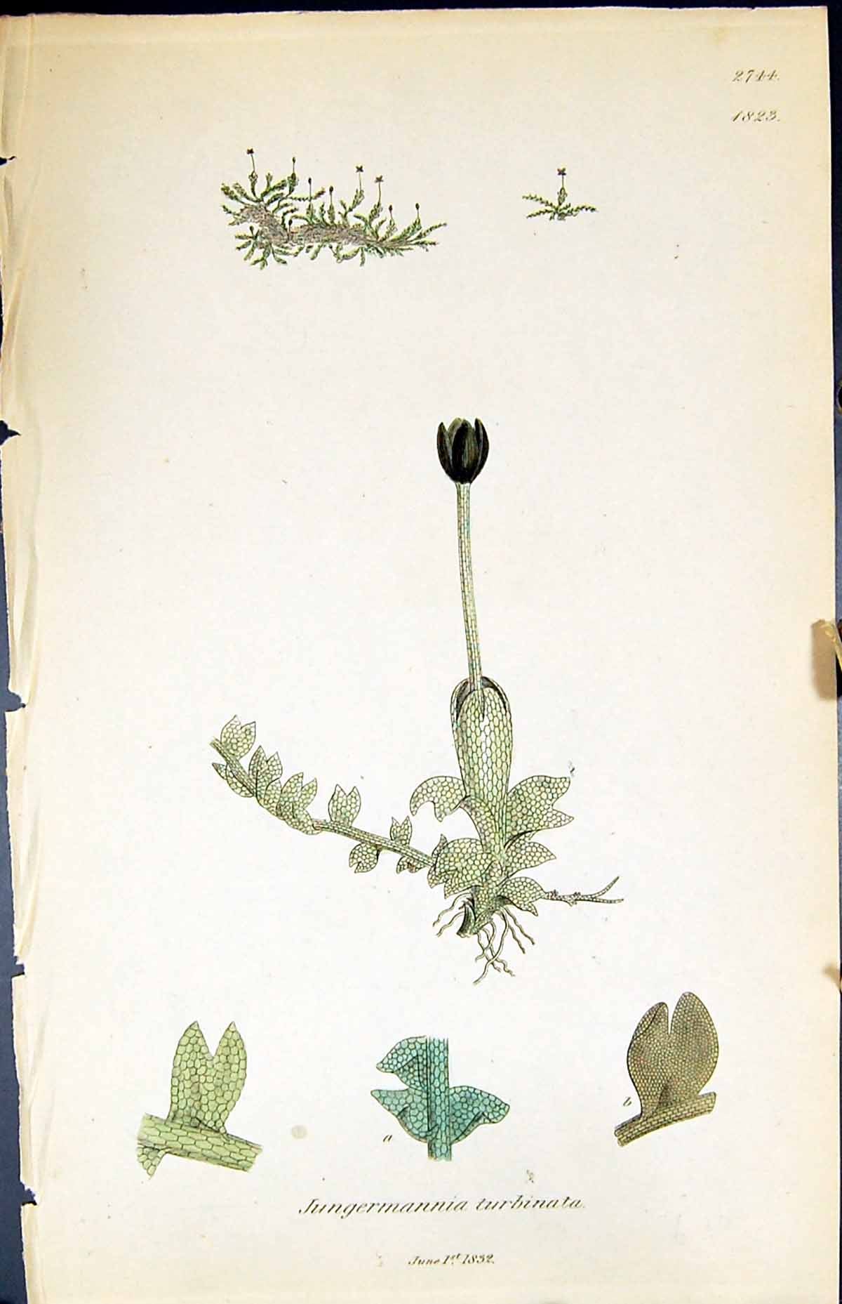 Old Print Jungermannia Turbinata British Plants Botany 1847 Sowerby Smith 19th
