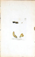 Antique Print Jungermannia Excisa British Plants Botany 1847 Sowerby Smith 19th
