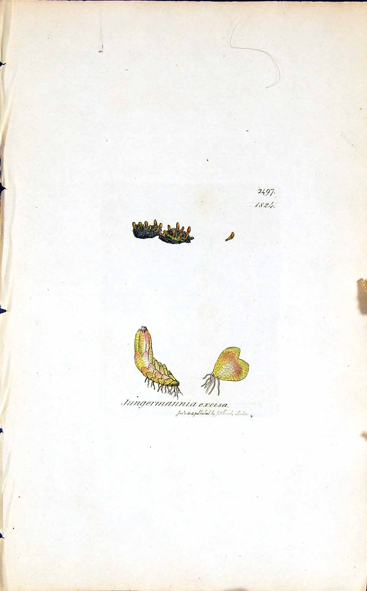 Antique Print Jungermannia Excisa British Plants Botany 1847 Sowerby Smith 19th