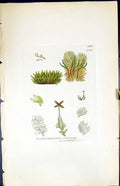 Old Jungermannia Ventricosa British Plants Botany 1847 Sowerby Smith Victorian