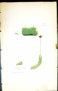 Antique Print Jungermannia Turneri British Plants Botany 1847 Sowerby Smith