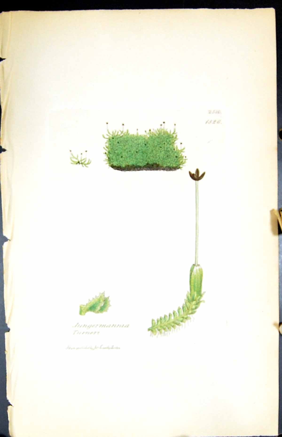Antique Print Jungermannia Turneri British Plants Botany 1847 Sowerby Smith