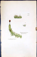 Old Jungermannia Bicu-Spidata British Plants Botany 1847 Sowerby Smit Victorian