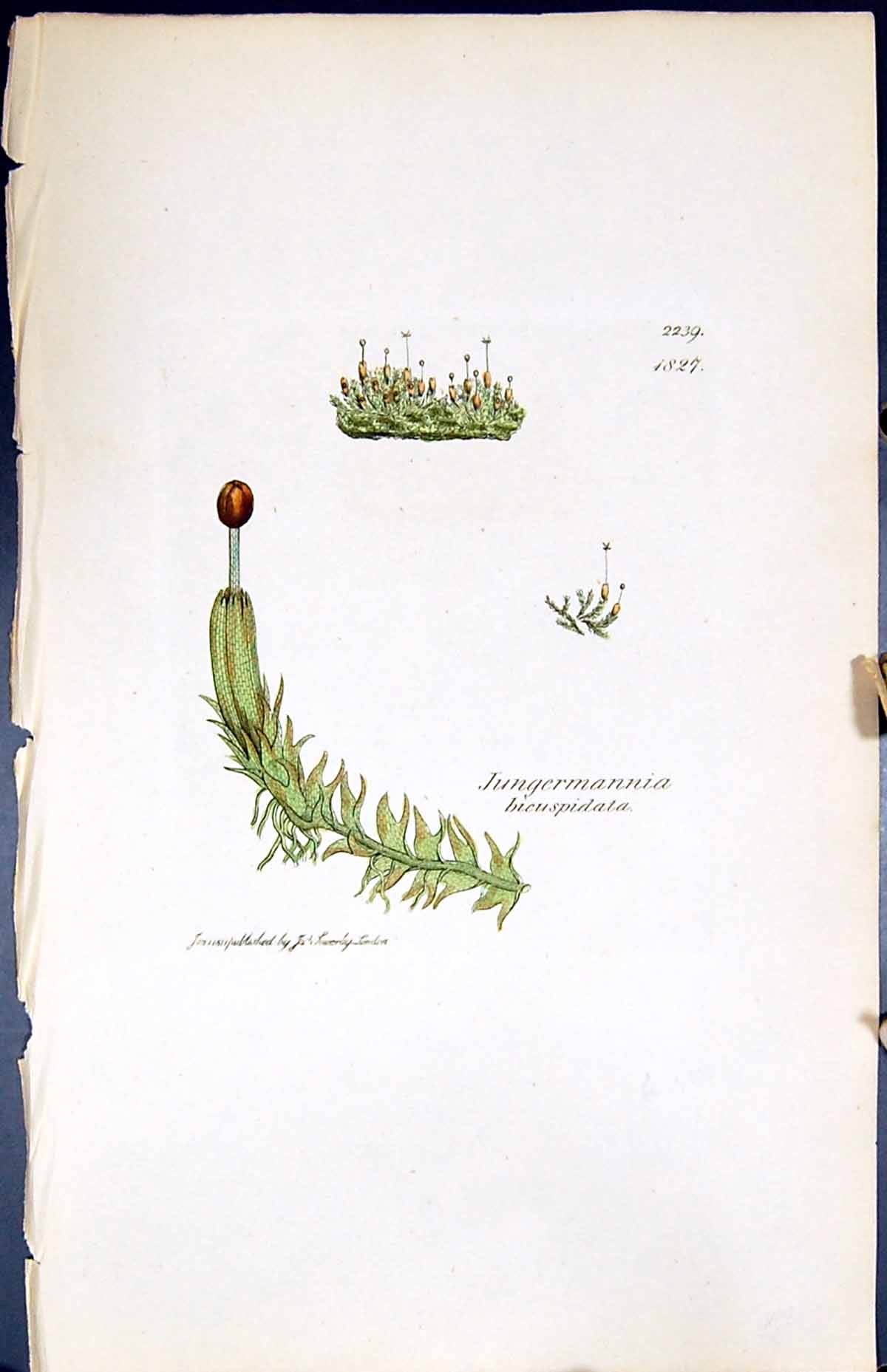 Old Jungermannia Bicu-Spidata British Plants Botany 1847 Sowerby Smit Victorian