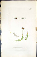Old Print Jungermannia Byssacea British Plants Botany 1847 Sowerby Smith 19th