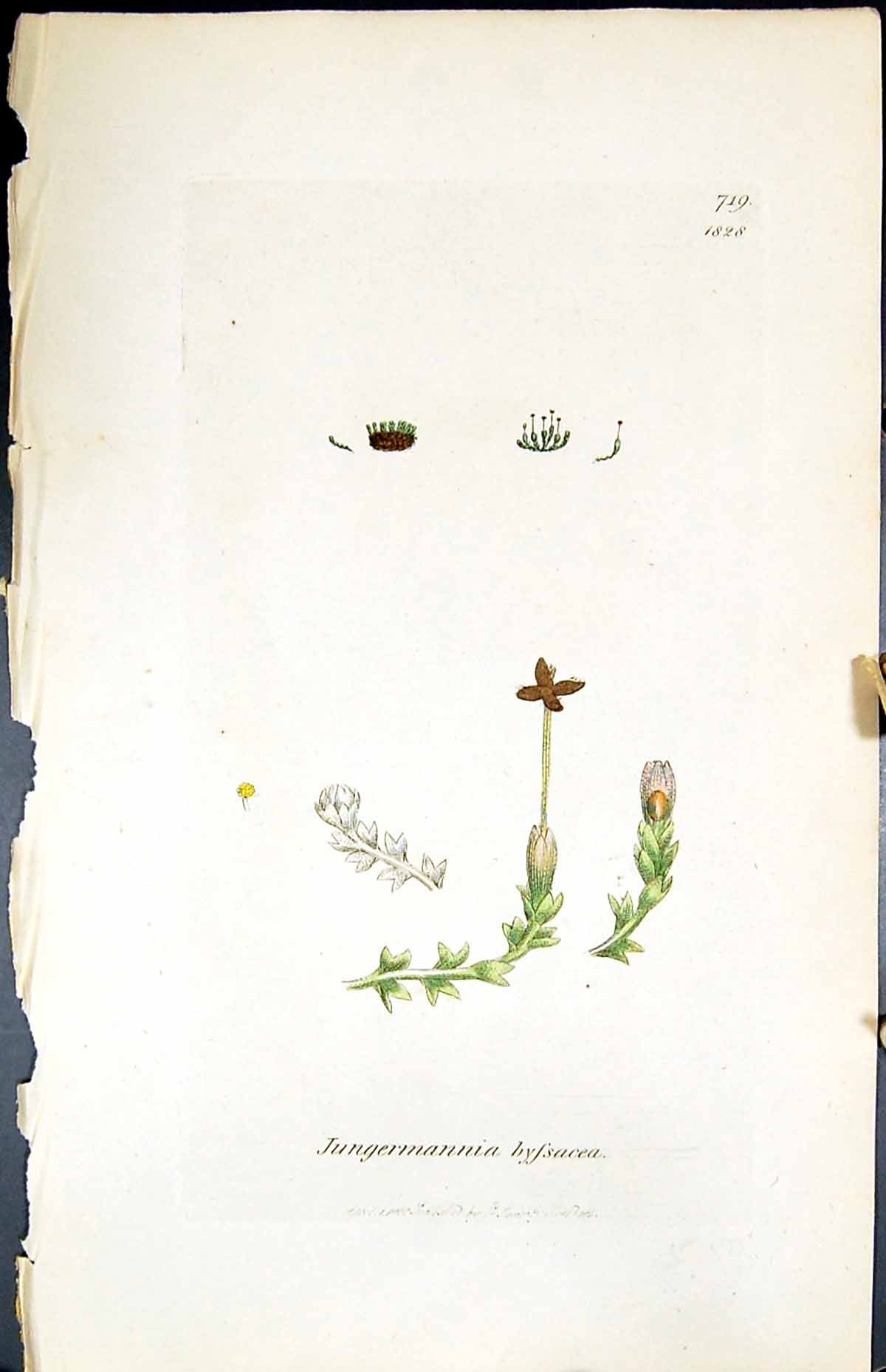 Old Print Jungermannia Byssacea British Plants Botany 1847 Sowerby Smith 19th