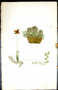 Old Print Jungermannia Connivens British Plants Botany 1847 Sowerby Smith 19th