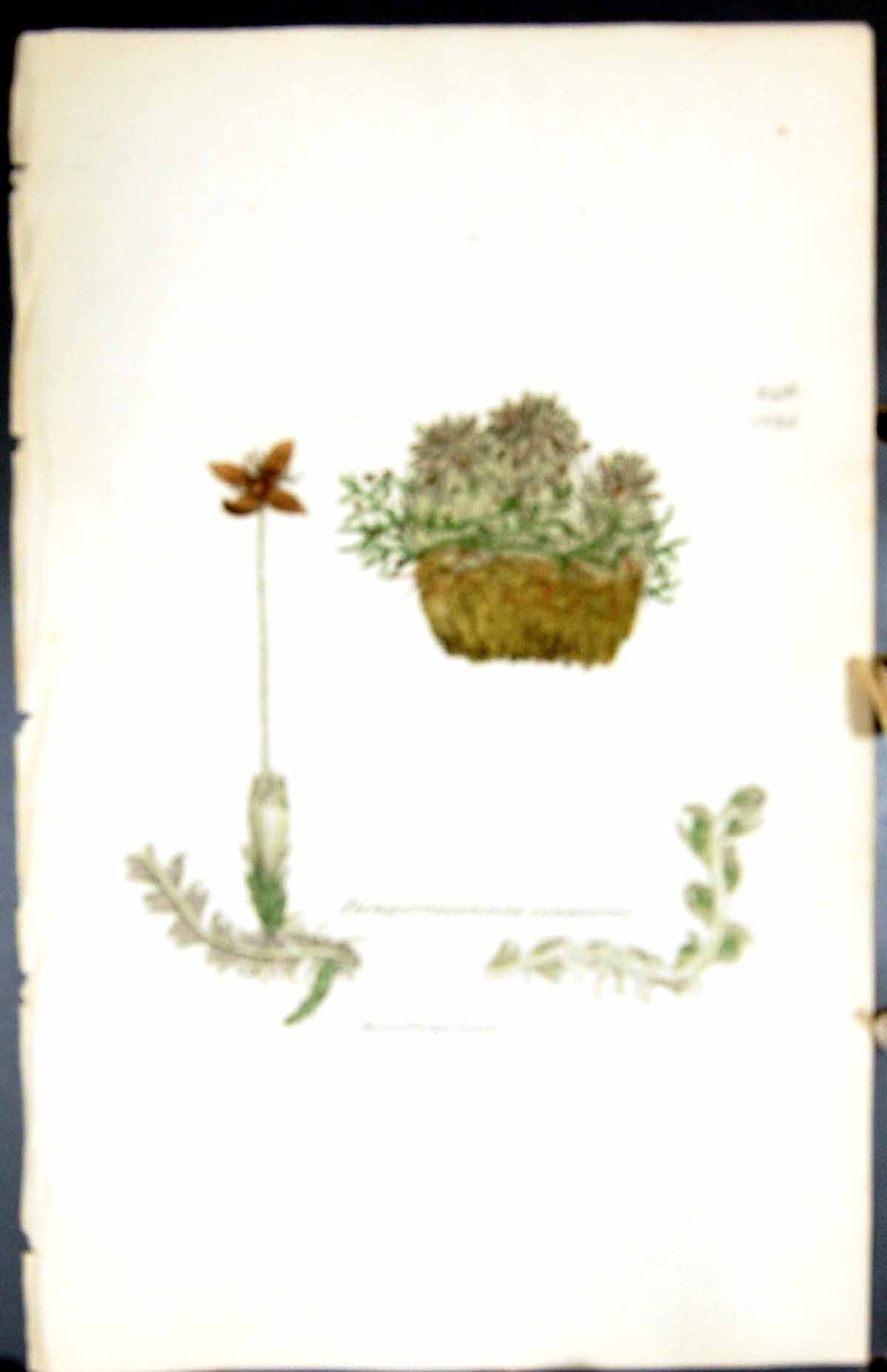 Old Print Jungermannia Connivens British Plants Botany 1847 Sowerby Smith 19th