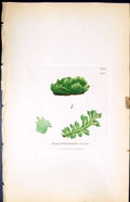 Antique Print Jungermannia Incisa British Plants Botany 1847 Sowerby Smith 19th