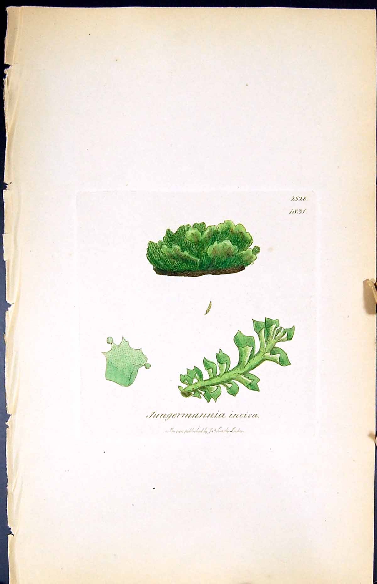Antique Print Jungermannia Incisa British Plants Botany 1847 Sowerby Smith 19th