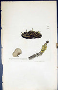 Old Jungermannia Resupinata British Plants Botany 1847 Sowerby Smith Victorian