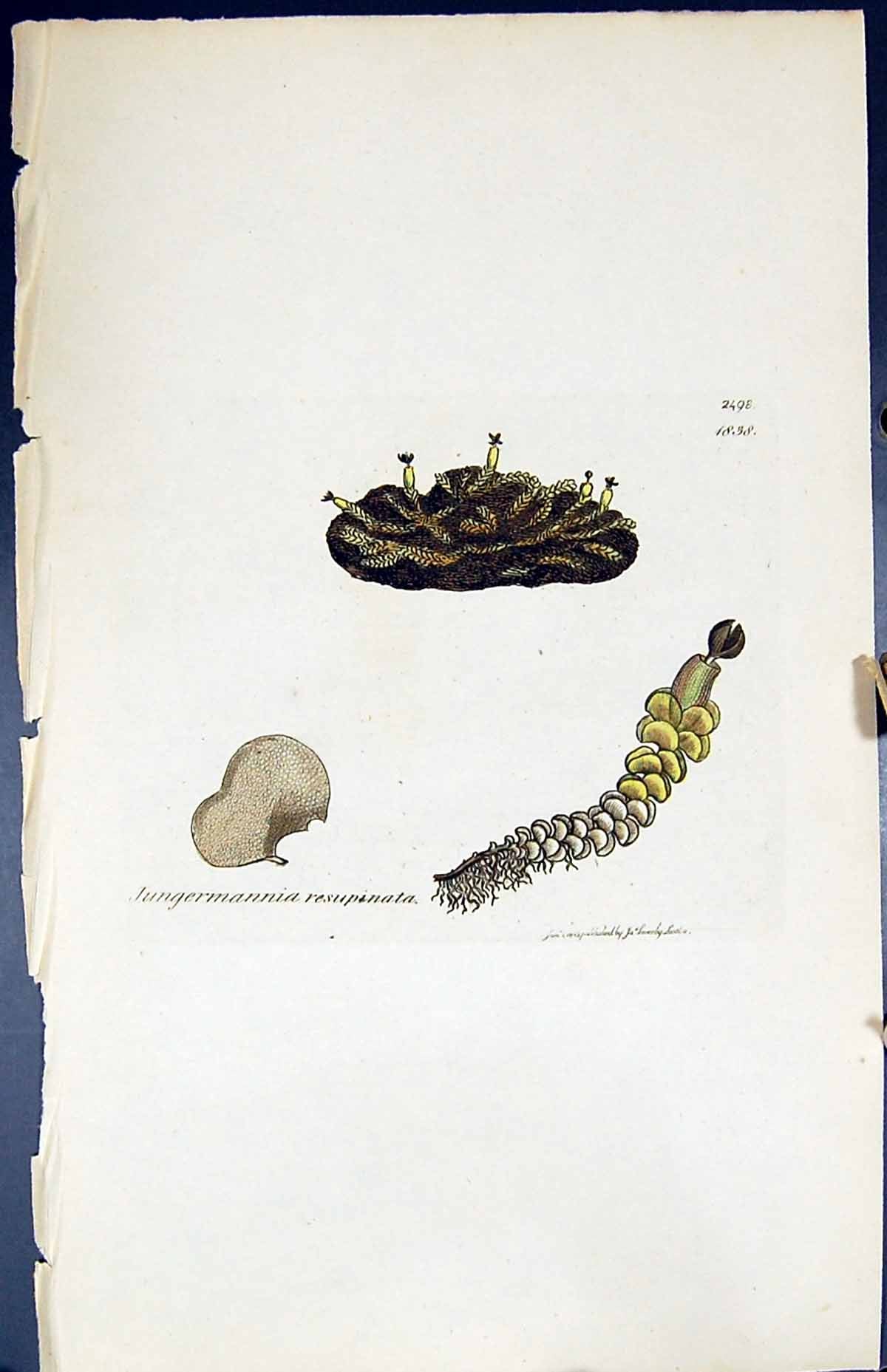 Old Jungermannia Resupinata British Plants Botany 1847 Sowerby Smith Victorian