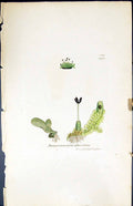 Old Jungermannia Obtusifolia British Plants Botany 1847 Sowerby Smith Victorian